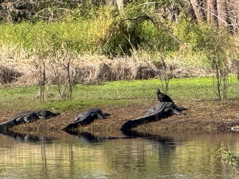 Incredible Wildlife Biodiversity
