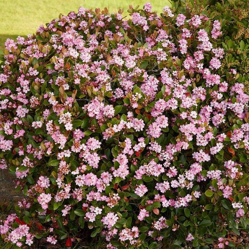 Indian hawthorn
