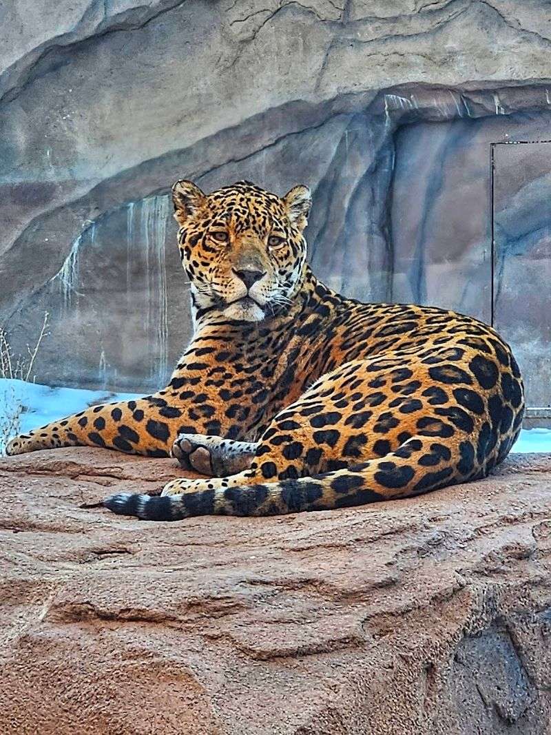 Jaguars and Big Cat Exhibits