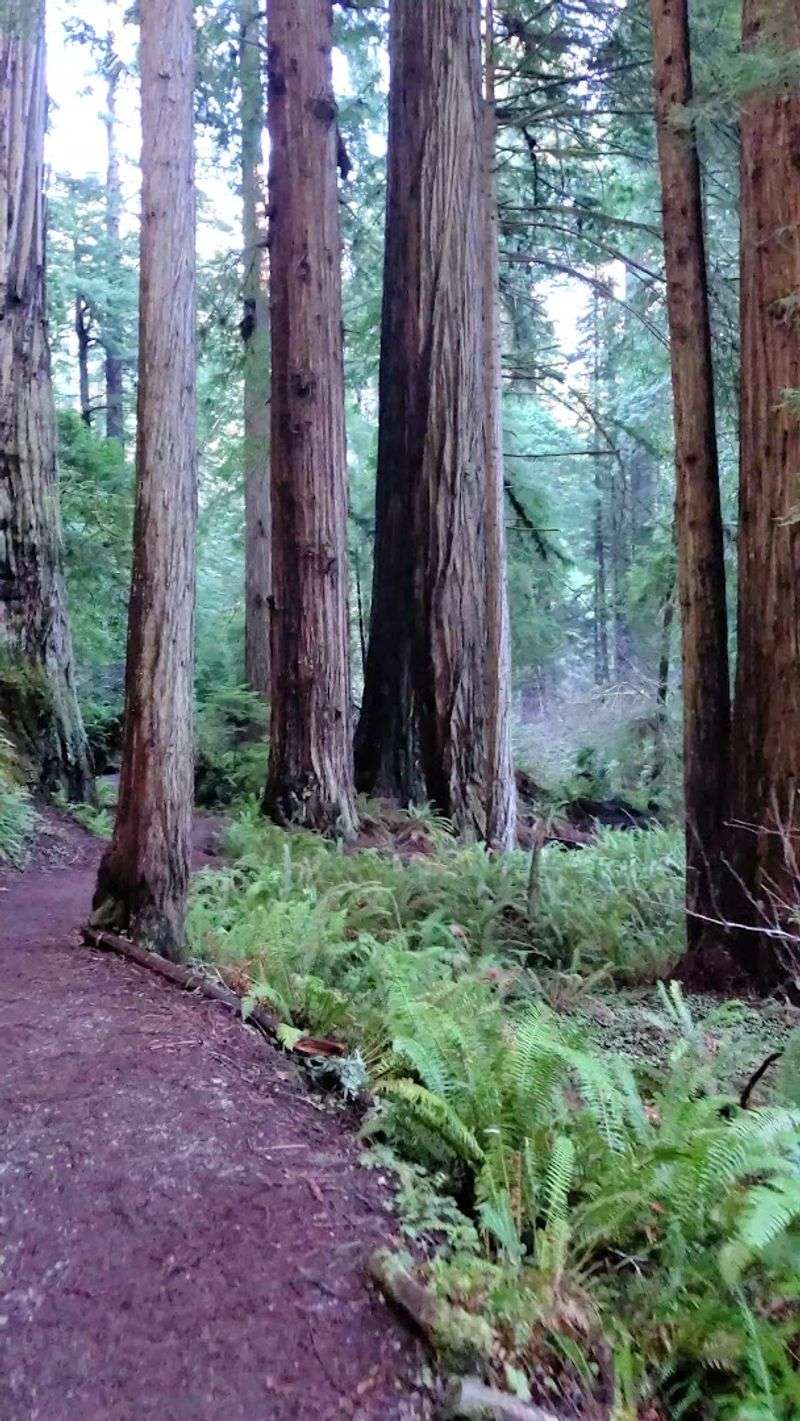 James Irvine Trail: A Journey Through Ancient Groves