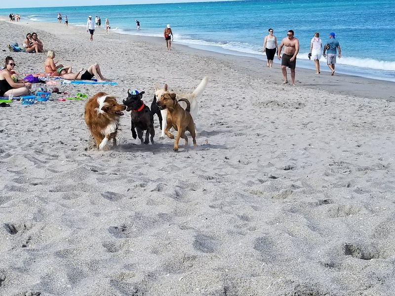 Jupiter Off-Leash Dog Beach - Jupiter, Florida
