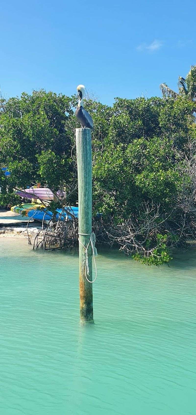 Kayaking Through the Mangroves: Nature at Its Quietest Kayaking Through the Mangroves: Nature at Its Quietest