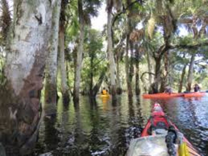 Kayaking and Canoeing on the Myakka River