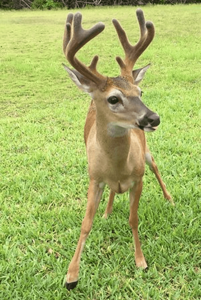 Key Deer Roaming Right Outside