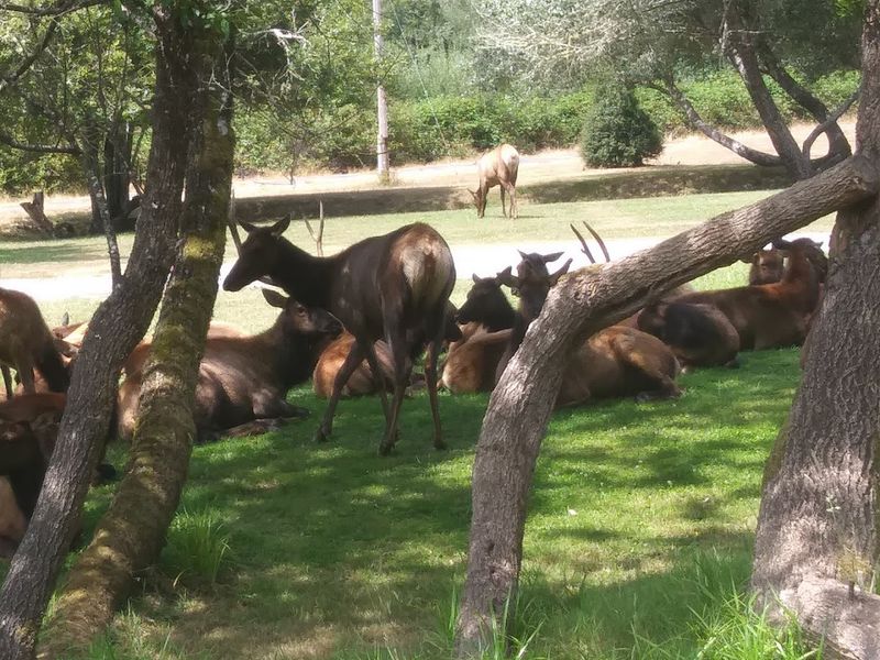 Lady Bird Johnson Grove: A Presidential Tribute in the Heart of the Forest