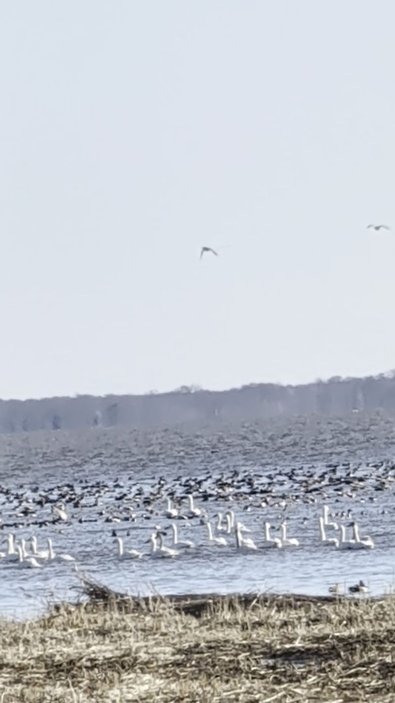 Lake Mattamuskeet - Hyde County, North Carolina