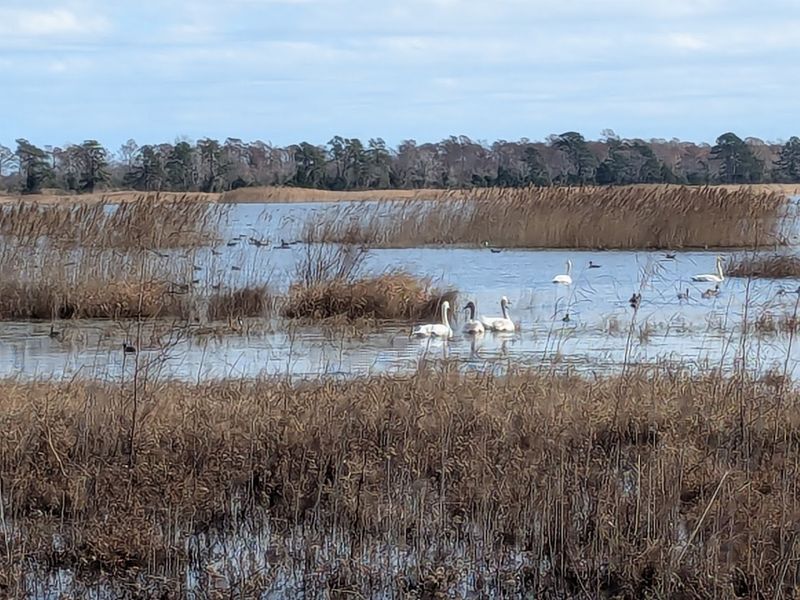 Lake Mattamuskeet National Wildlife Refuge - Hyde County, North Carolina