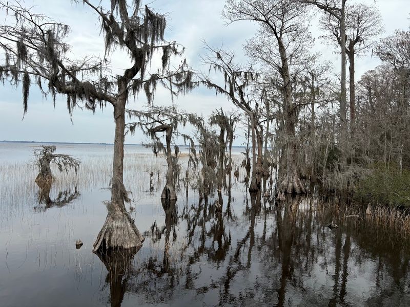 Lake Waccamaw State Park - Lake Waccamaw, North Carolina
