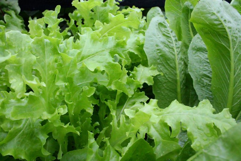 Leafy greens Leafy greens