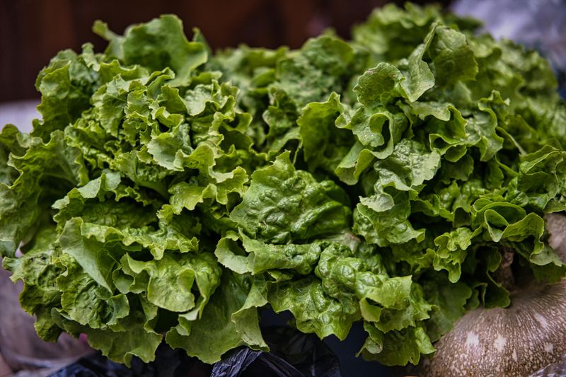 Lettuce