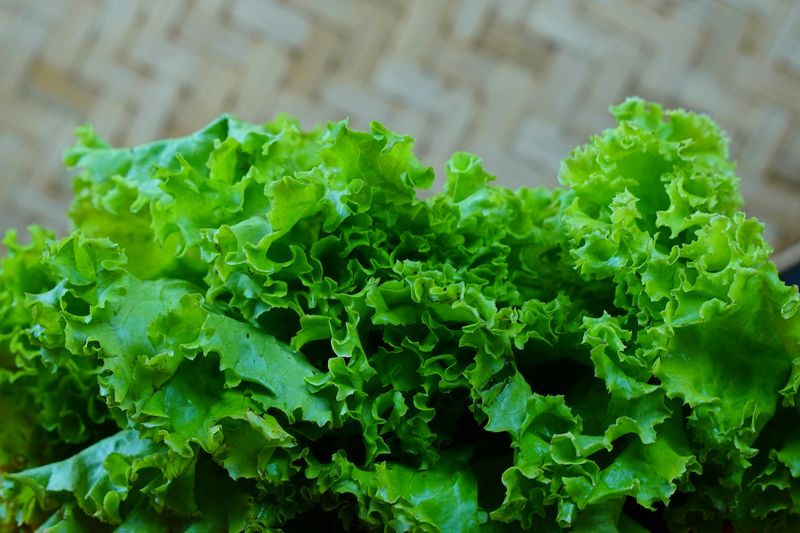 Lettuce