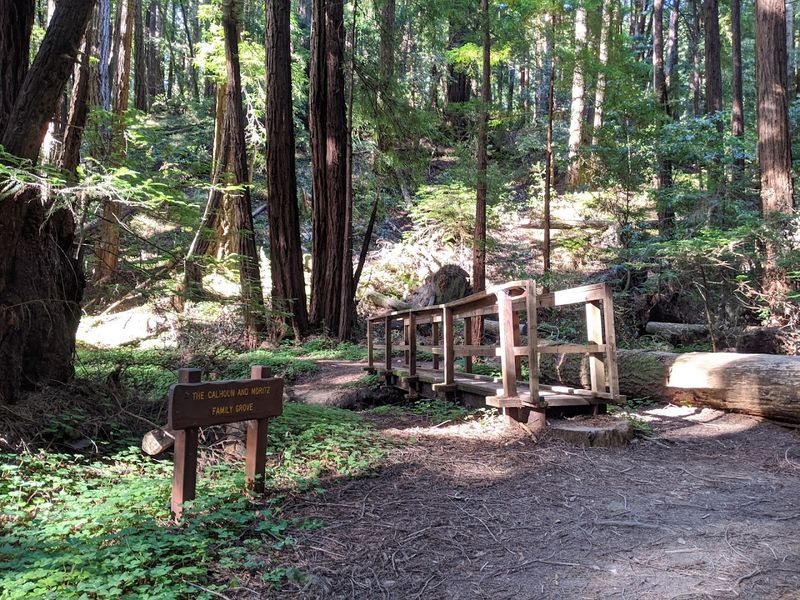 Little Butano Creek and Its Charming Bridges