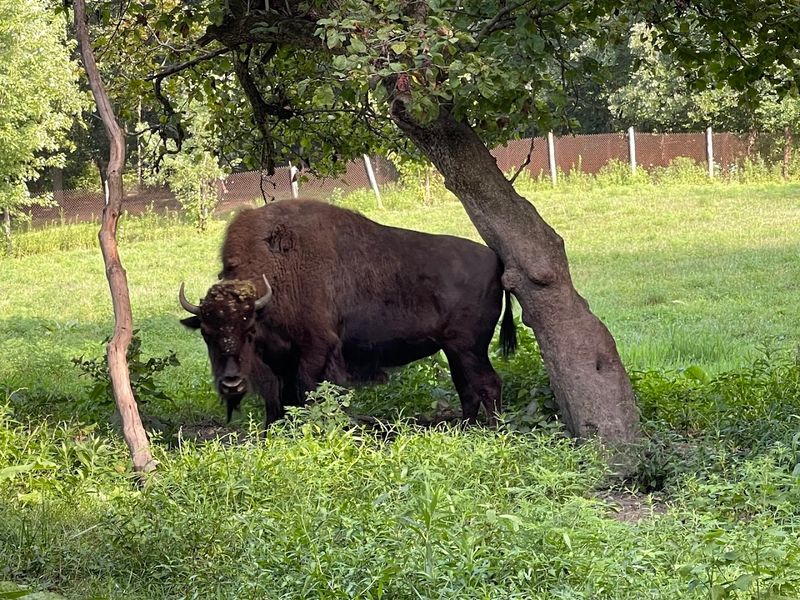 Live American Bison Right Inside the Park