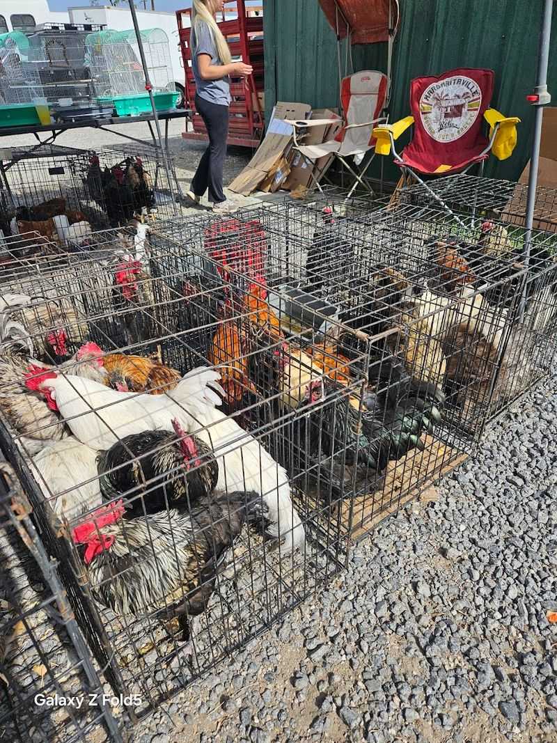 Live Animals, Chickens, Peacocks, and Exotic Pets
