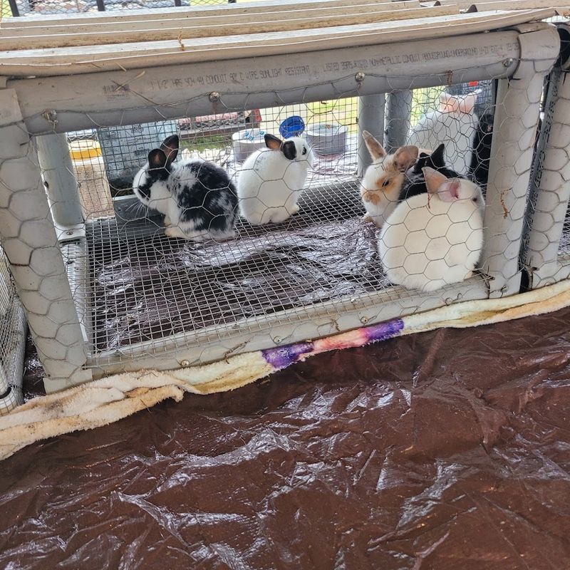 Livestock, Pets, and Animals for Sale