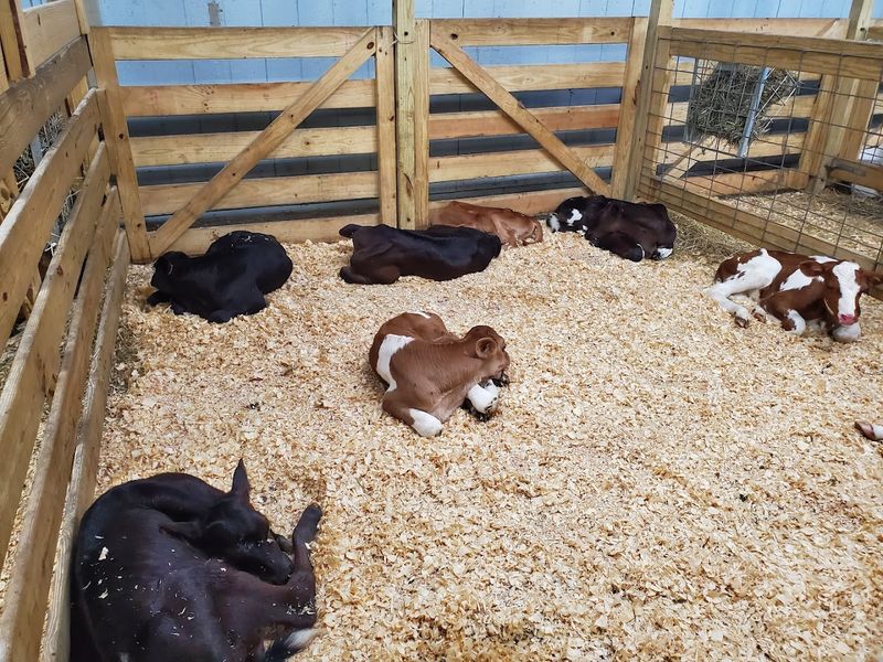 Livestock and Animals in the Red Roof Building