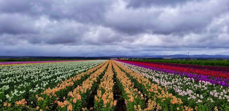 Lompoc, California