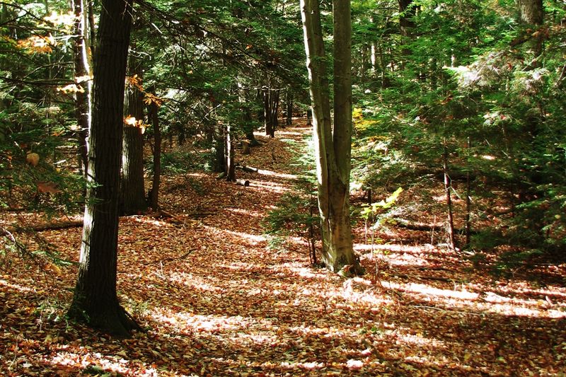 Lost Lake Trail - Laketon Township, Michigan Lost Lake Trail - Laketon Township, Michigan