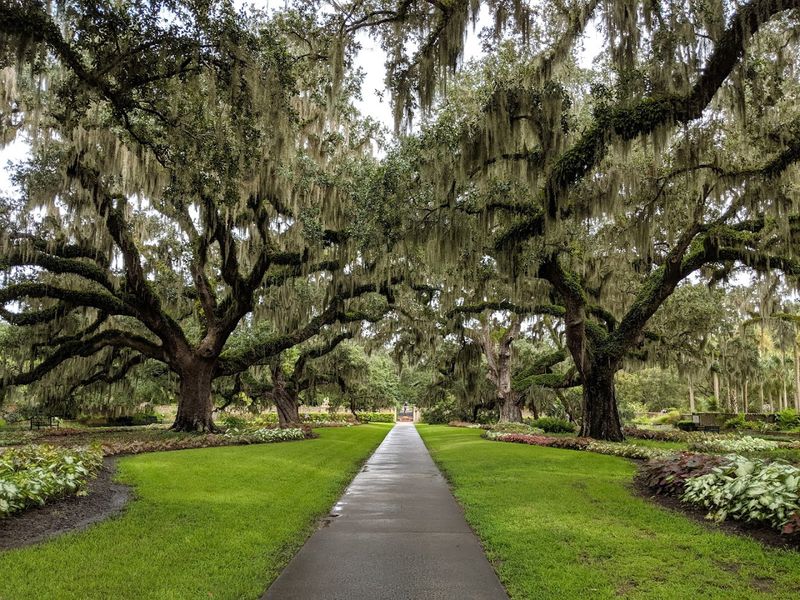 Magnificent Live Oaks Draped in Spanish Moss