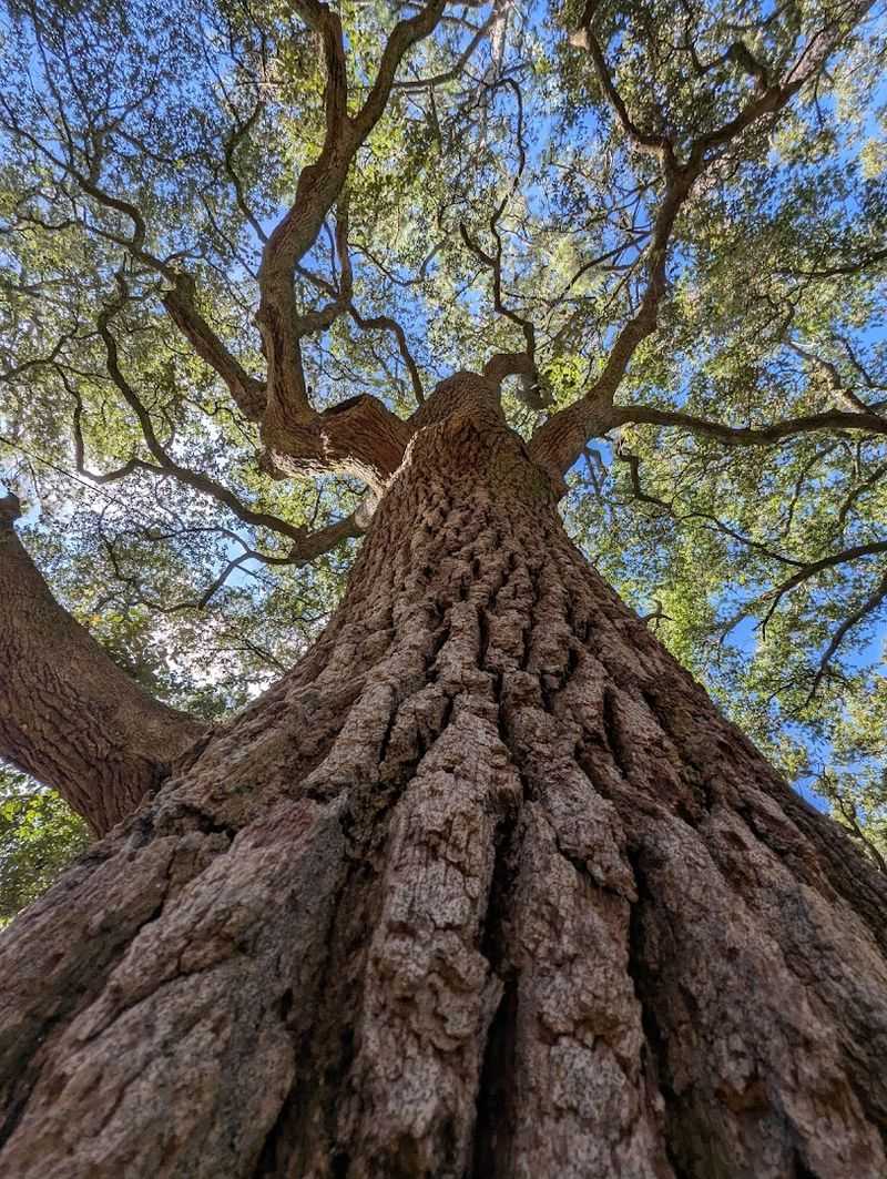 Majestic Ancient Trees That Provide Cool, Shady Canopies