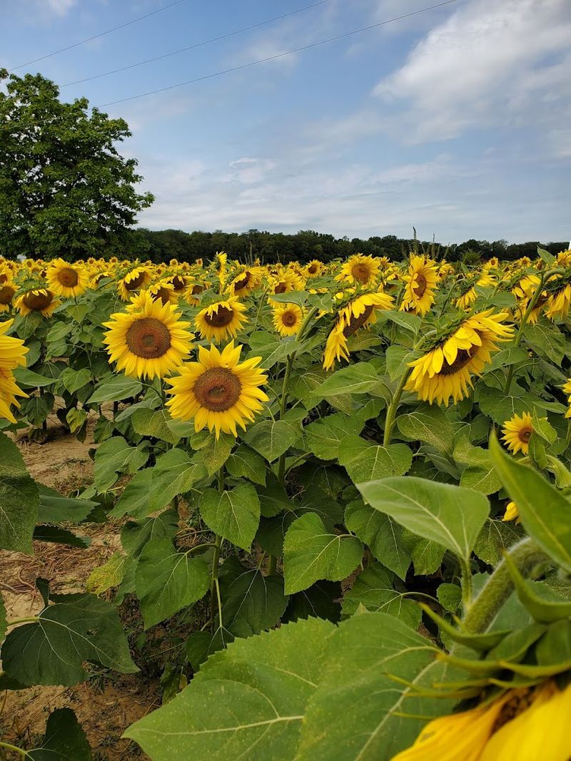 Making It a Full Yellow Springs Day Trip