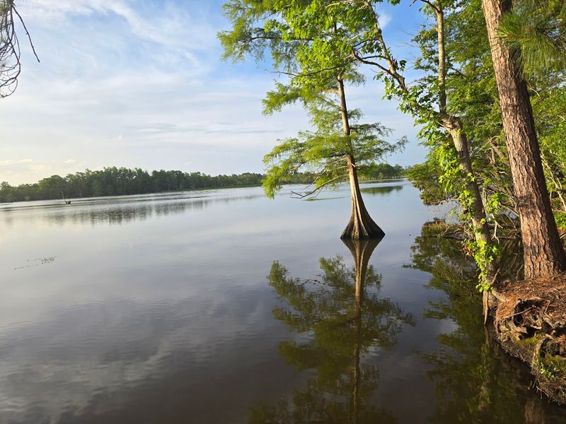 Martin Dies Jr. State Park - Jasper, Texas