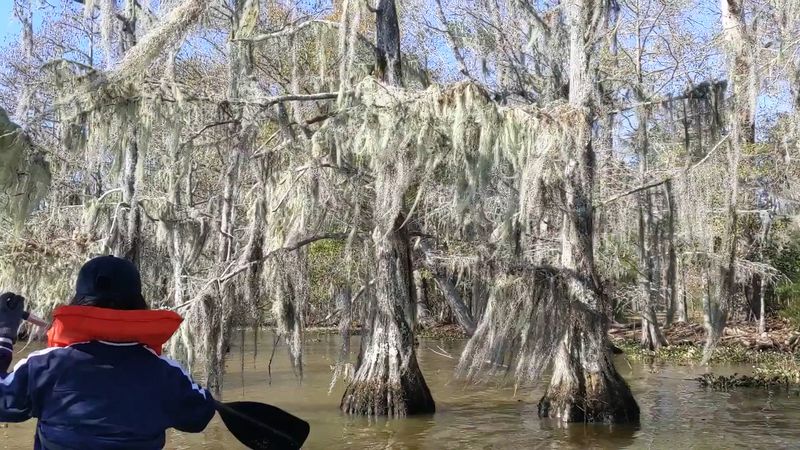 Martin Dies Jr. State Park - Jasper, Texas