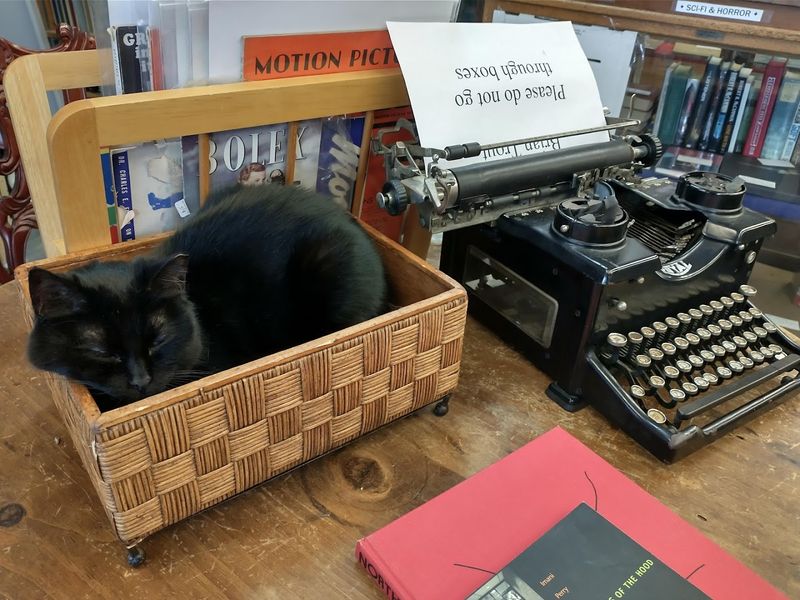 Meet Boo and Friends: The Famous Bookstore Cats
