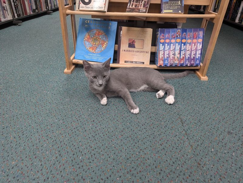 Meet Dorian Gray, the Famous Shop Cat