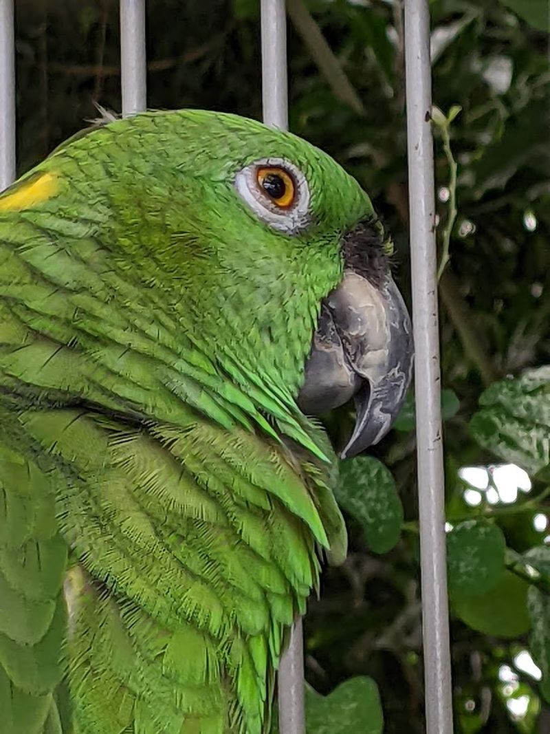 Meet Skipper and Sara, the Resident Parrots Meet Skipper and Sara, the Resident Parrots