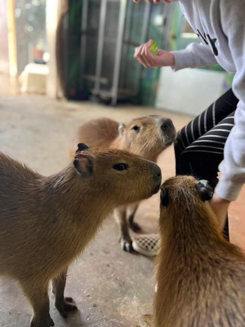 Meeting the Capybaras Up Close