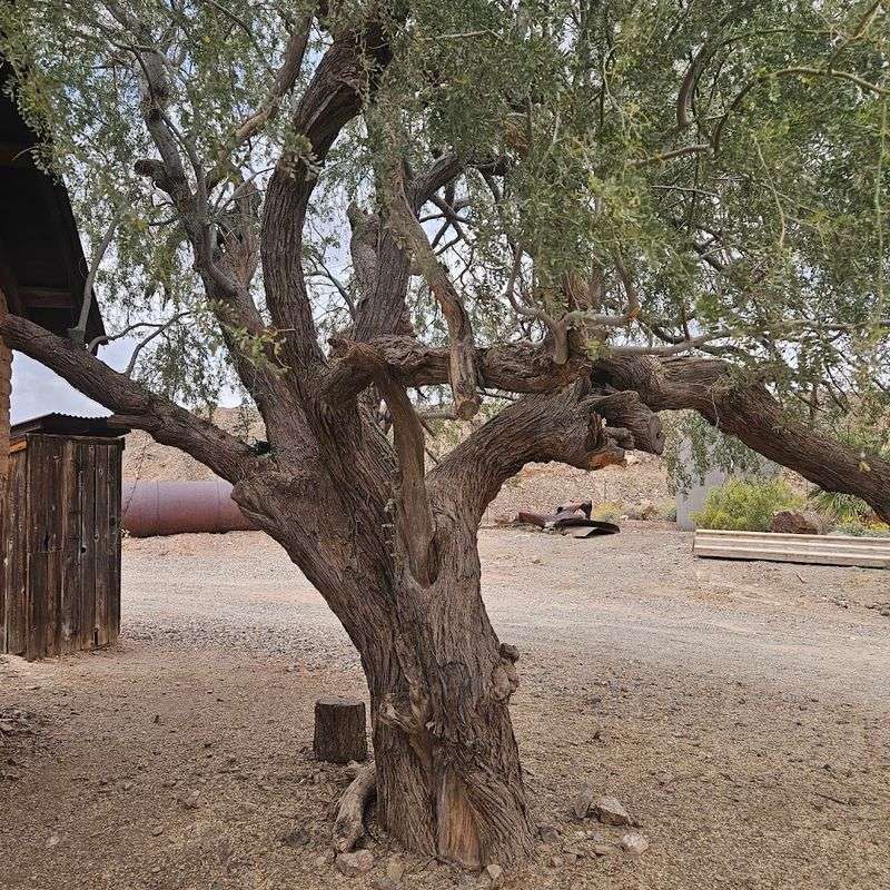 Meeting the Infamous Hanging Tree Up Close