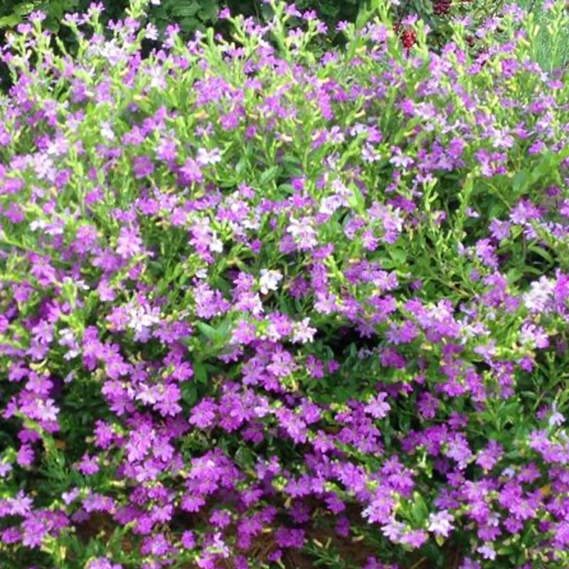 Mexican heather