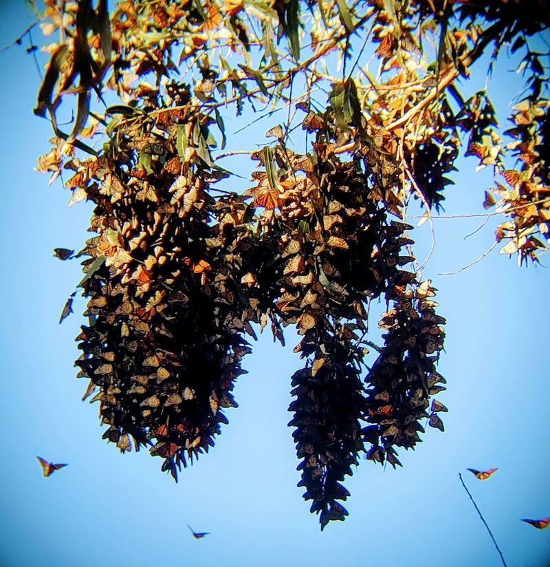 Monarch Butterfly Grove
