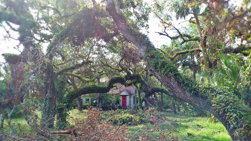 Moss-Covered Oaks Line Every Street Like a Postcard Moss-Covered Oaks Line Every Street Like a Postcard