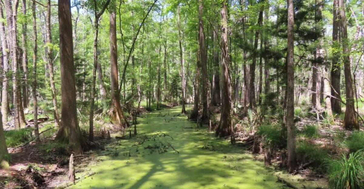 Most people have never discovered this breathtaking 3.6 mile hike hidden in South Carolina