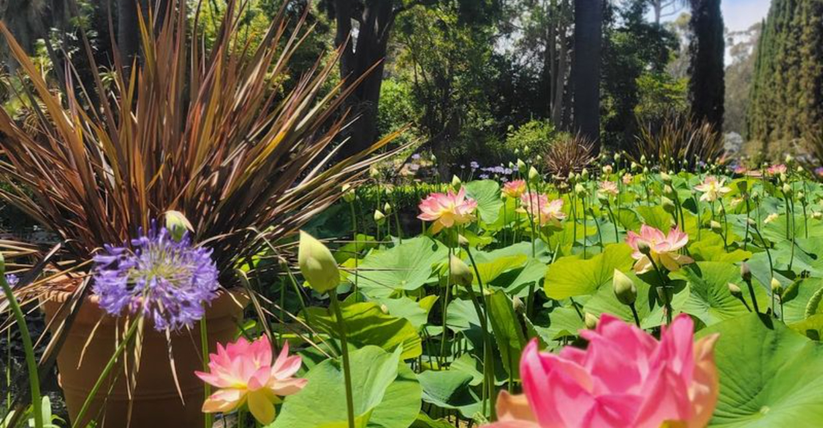 Most people have no idea this breathtaking botanical garden is hidden in California