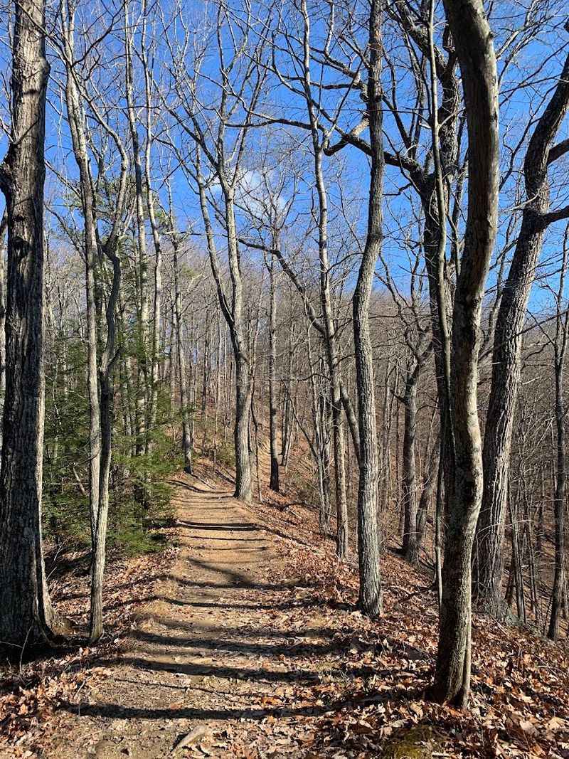 Mountain Biking Trails Through the Forest