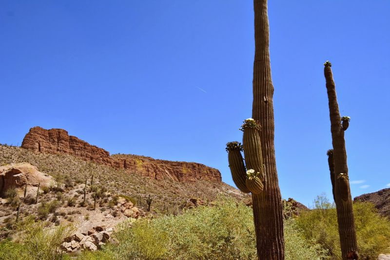 Mountain Biking the Goldfield Mountain Trails