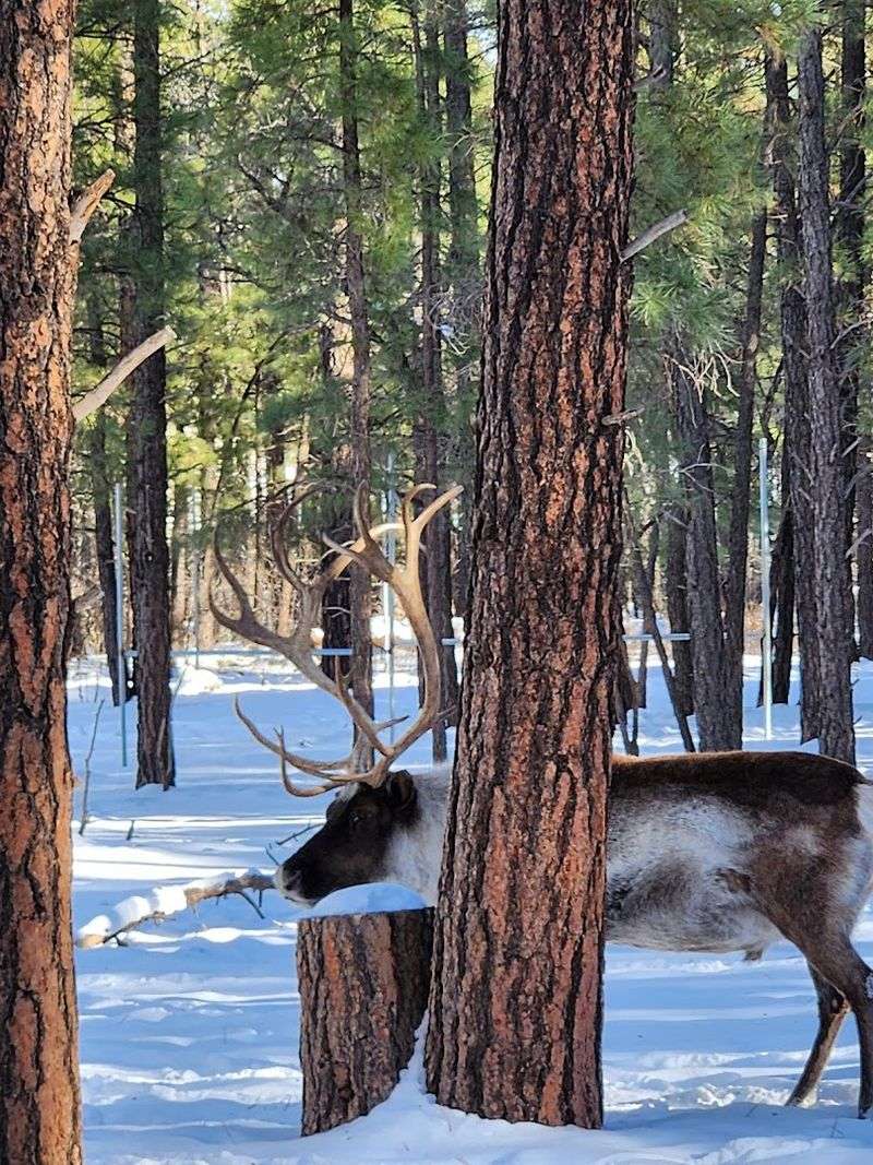 Mountain Goats and Other Roaming Animals