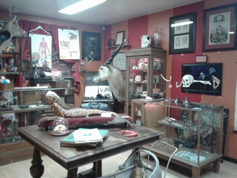 Mounted Critters and Taxidermy Finds