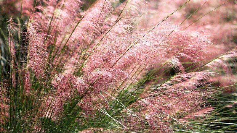 Muhly grass
