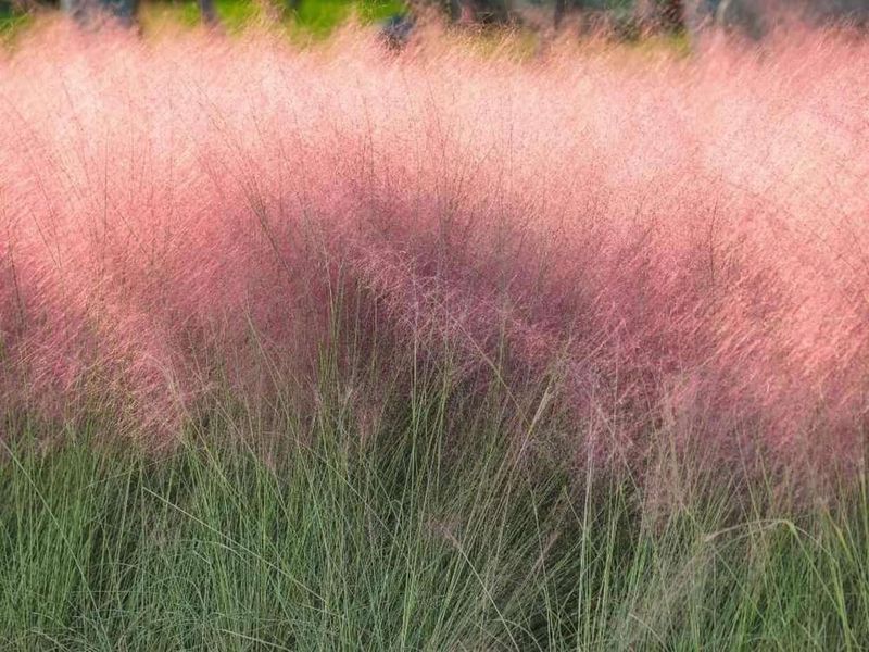 Muhly grass