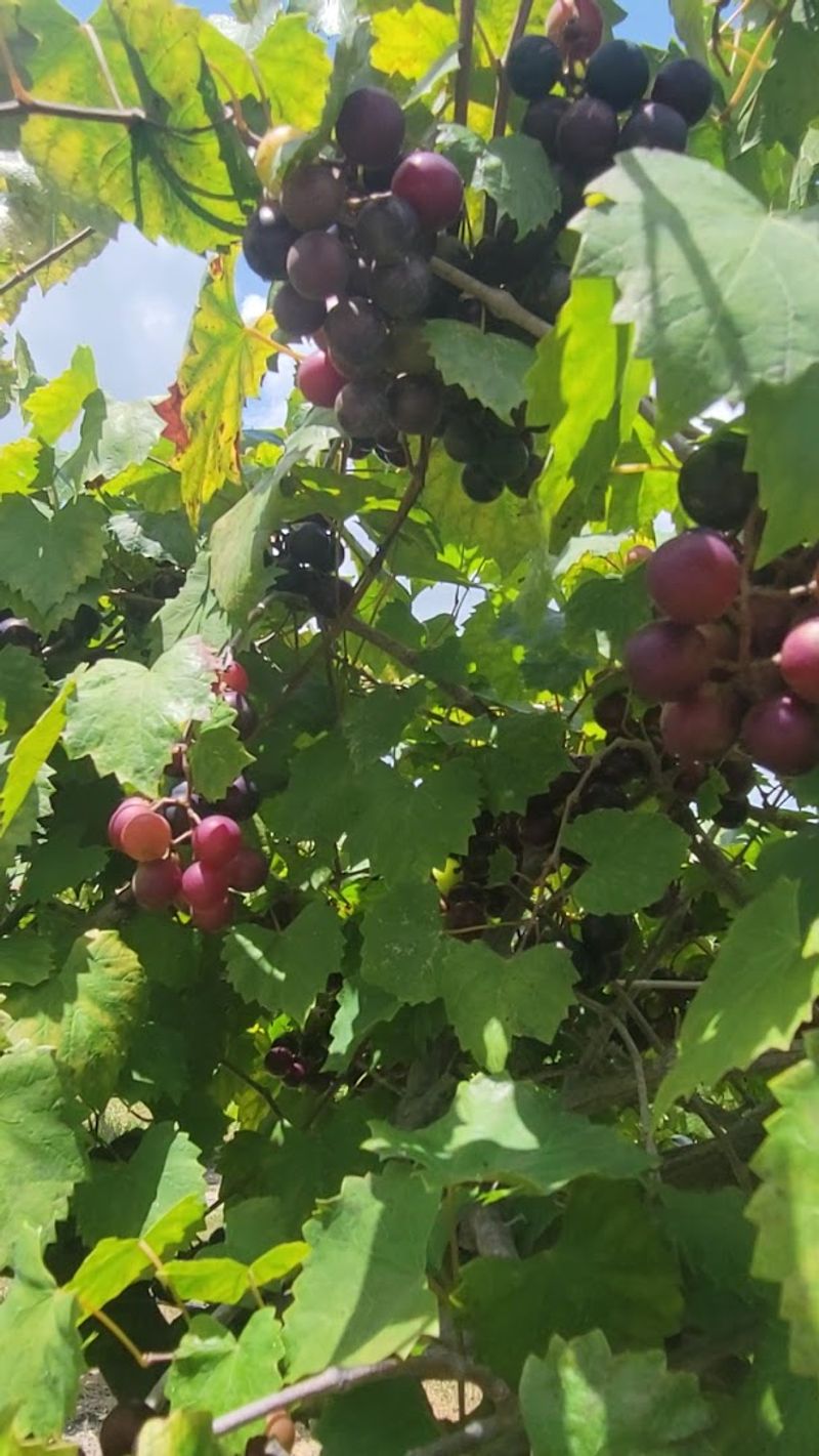 Muscadine Wines Unique to Florida