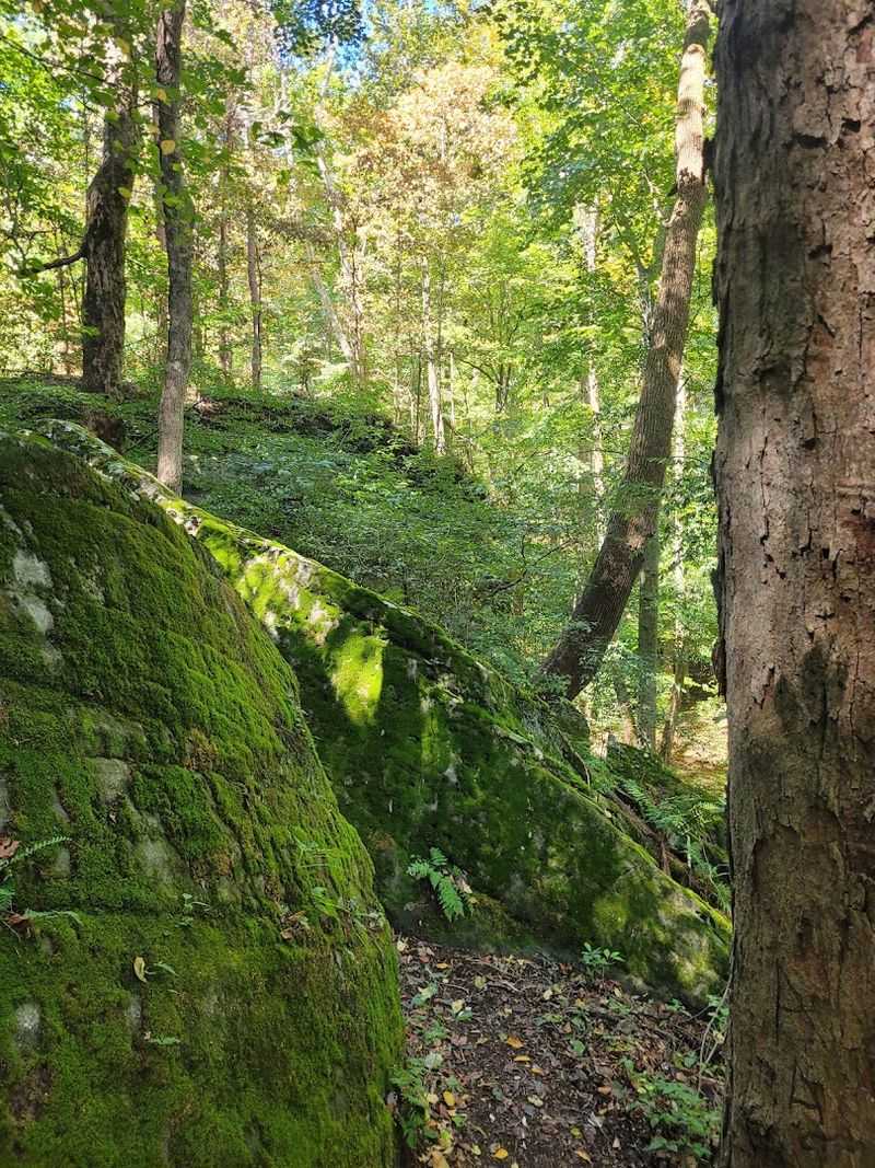 Mushroom Hunting and Nature Exploration Off the Beaten Path