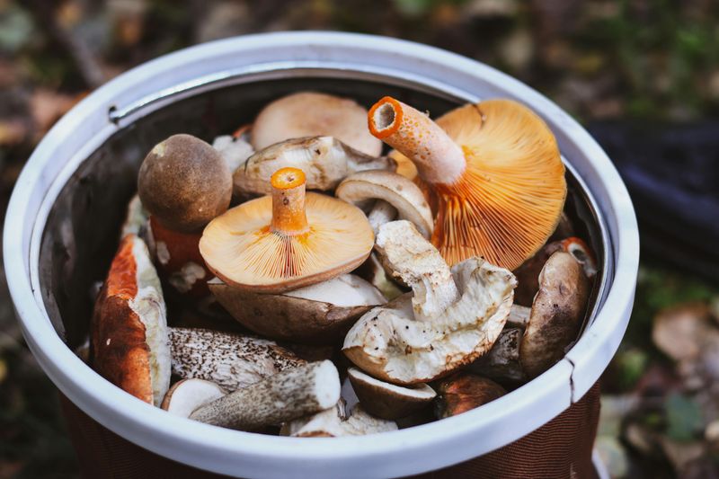 Mushrooms