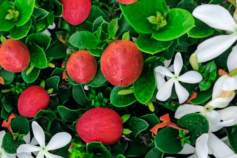 Natal plum