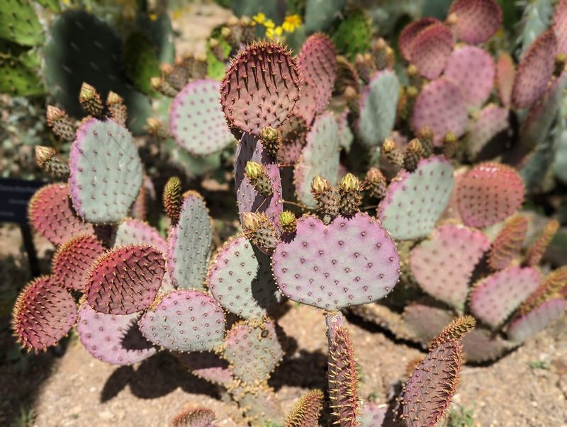 Native Plant Nursery for Desert Gardening Inspiration