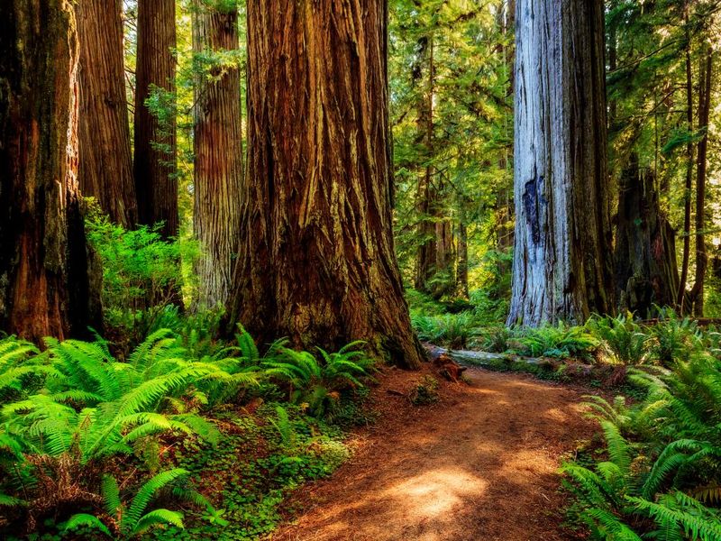 Newton B. Drury Scenic Parkway: The Most Beautiful Drive in California