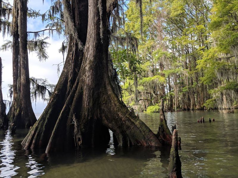 Old-Growth Cypress Trees Along the Shore